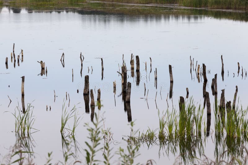 A lake with different plants stock photos
