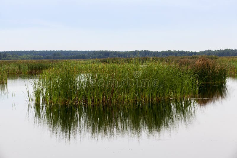 A lake with different plants stock photo