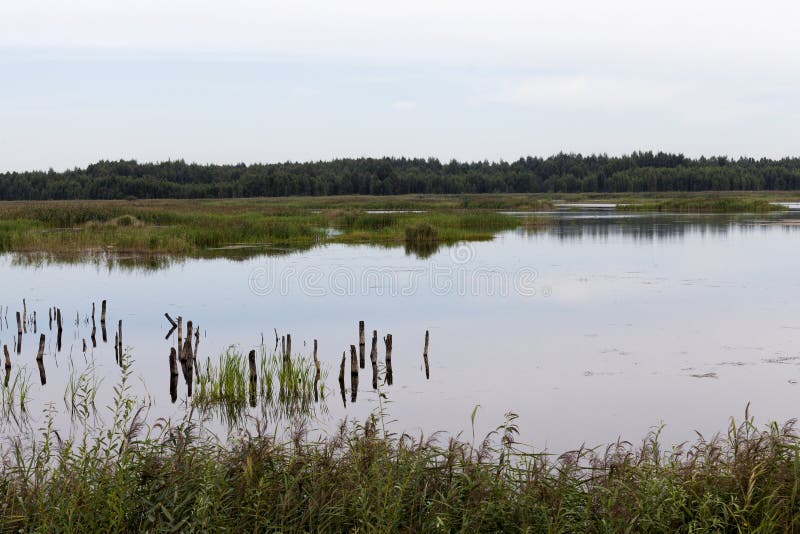 A lake with different plants stock photos