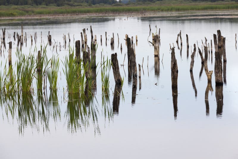 A lake with different plants royalty free stock photos