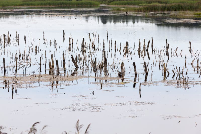 A lake with different plants stock images
