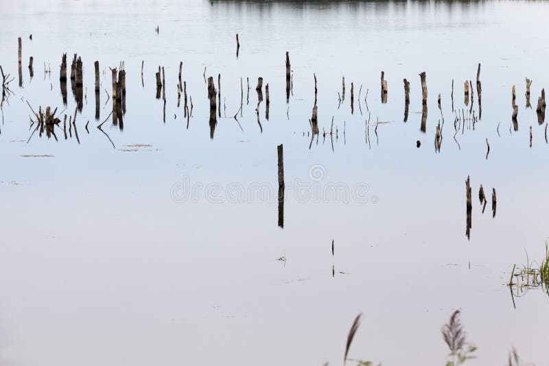 A lake with different plants stock image