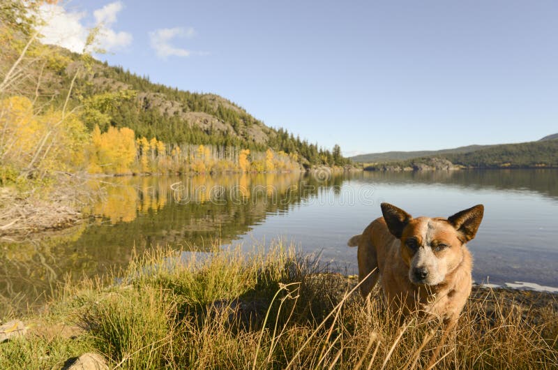 Lake dog stock photo. Image of cattle, lake, landscape 34527962