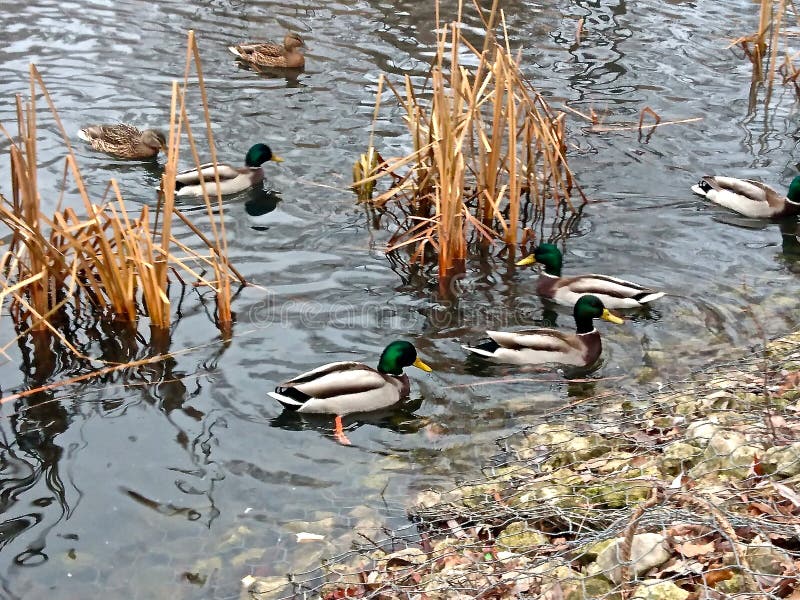 Lake with Ducks Near the Shore! Stock Photo - Image of shore, food ...