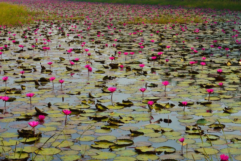 A lake fill with pink water lilies & x28;Nymphaea rubra & x29; this kind of flower also called shaluk or shapla in India