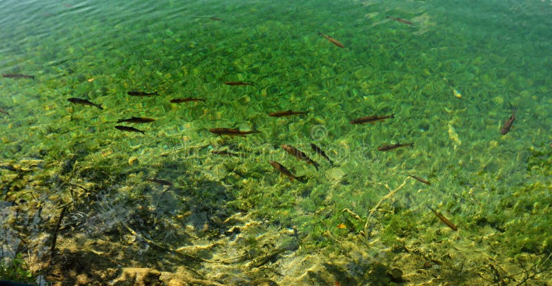 Fish in a lake