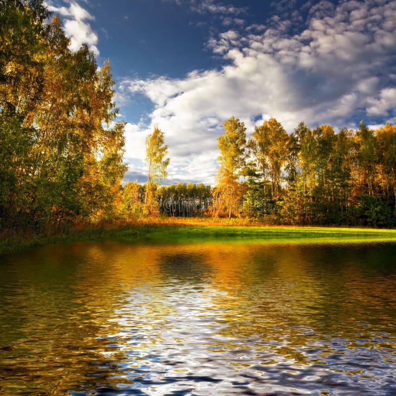 Bellissimo estate foresta un.