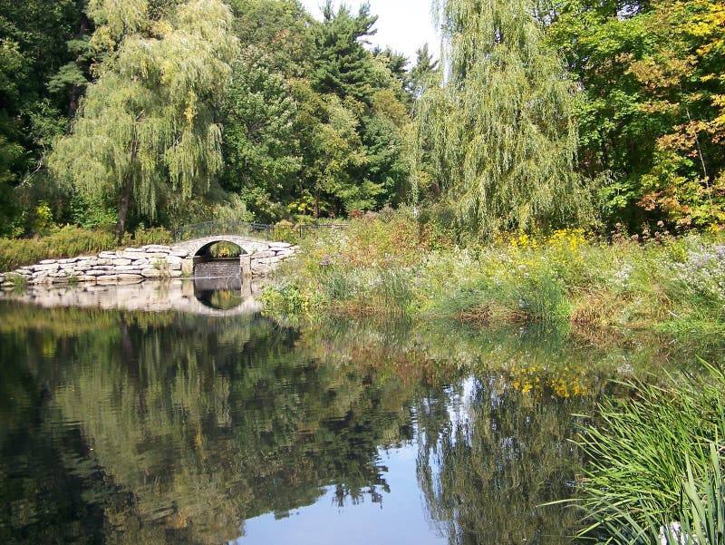 Lake in the Forest