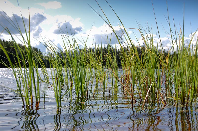 Lake grass stock image. Image of close, summer, trees 12146697