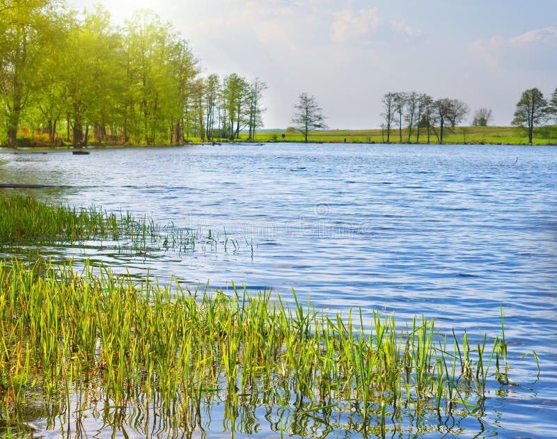 Lake green grass stock image. Image of natural, river 33754761