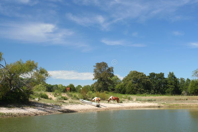 Lake and Horses