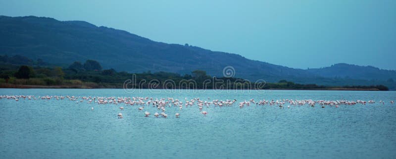 Lake Korission is a very important ecosystem of Corfu, where many migratory birds like pink flamingos stop stock photography Lake Korission is a very important ecosystem of Corfu, where many migratory birds like pink flamingos stop stock photography
