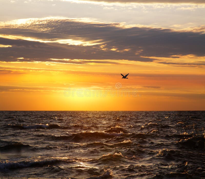 Il lago Michigan E Un Solitario Gabbiano Contro Un Tramonto Dorato Cielo A Grand Haven, Michigan, stati UNITI.