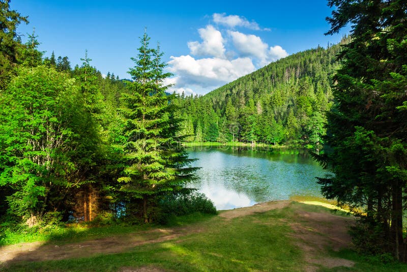 Lake near the mountain in pine forest