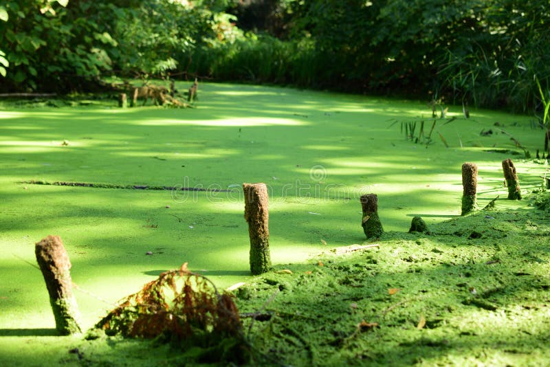 Lake with plants stock image. Image of close, garden 125940949