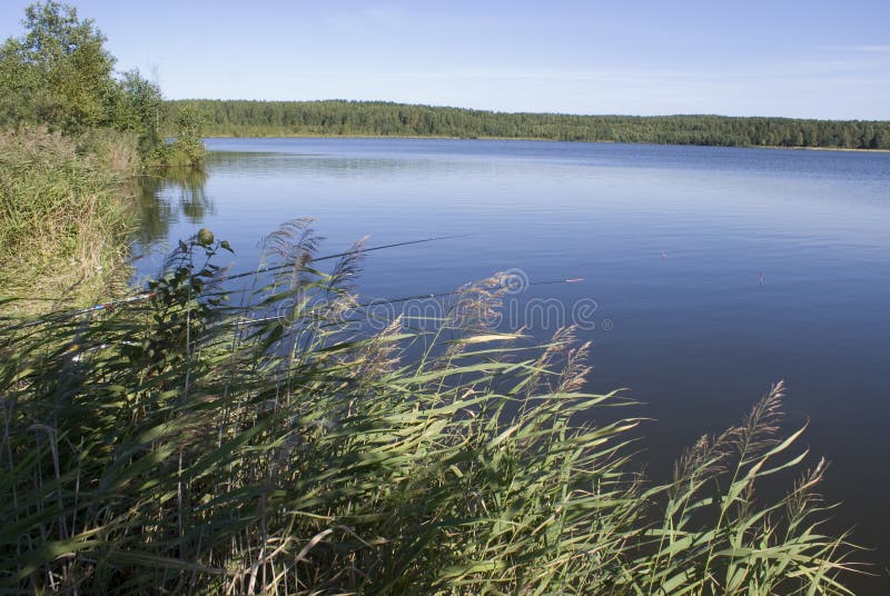 Lake with reed stock image. Image of grass, green, lake 3342069