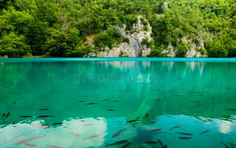 Lake ryb obraz stock