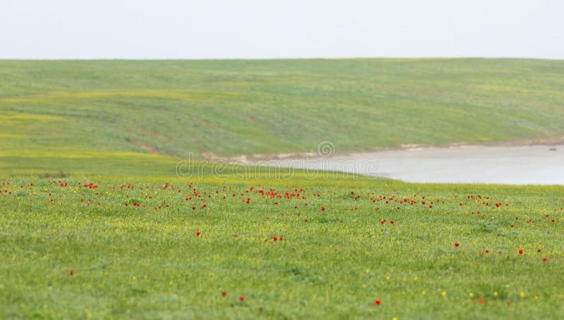 Lake with Schrenck`s tulips Tulipa in the steppe