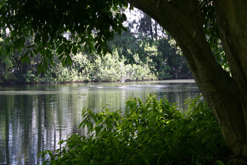 Lake on a summer afternoon