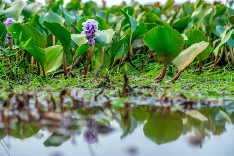 Lake Surface with Aquatic Plants Stock Image Image of foliage, fresh