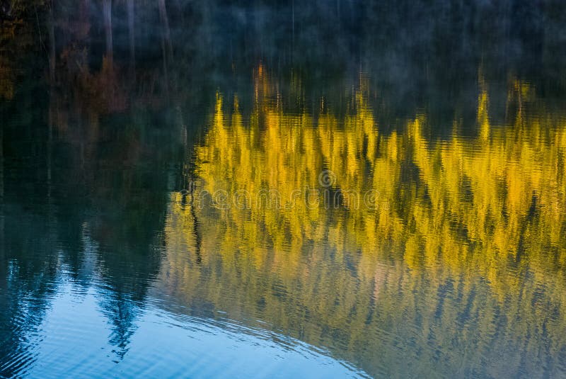 Lake Surface Reflecting Spruce Forest at Sunrise Stock Image Image of
