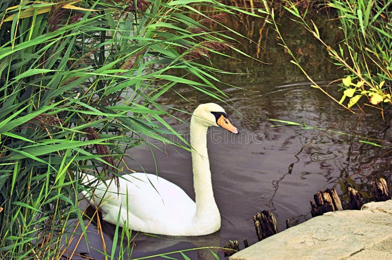 Lake swan royalty free stock photo Lake swan royalty free stock photo