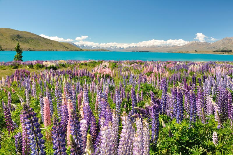 Lake Tekapo, New Zealand