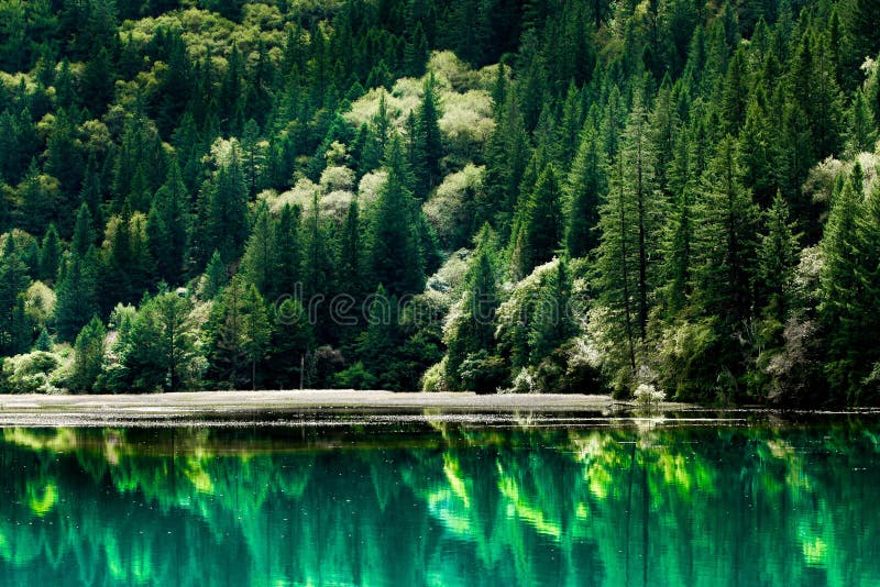 Lake And Trees In Jiuzhaigou Valley Sichuan China Stock Image Image