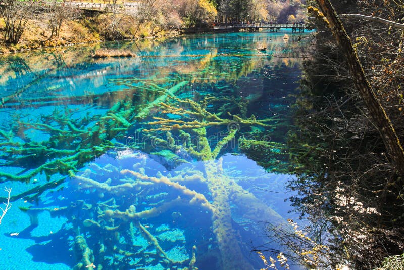 Lake With Trees Submerged At Jiuzhaigou National Park Stock Image