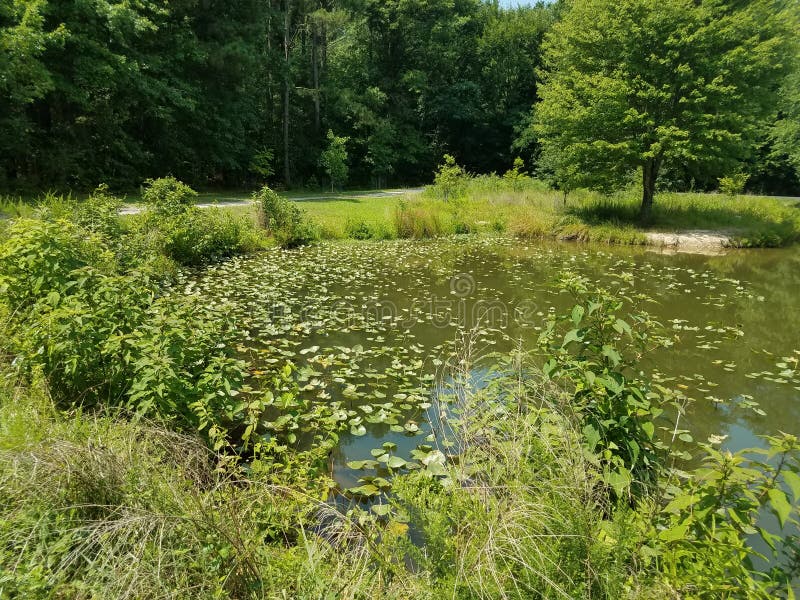 Lake with Trees and Vegetation Stock Photo Image of wetland, plants