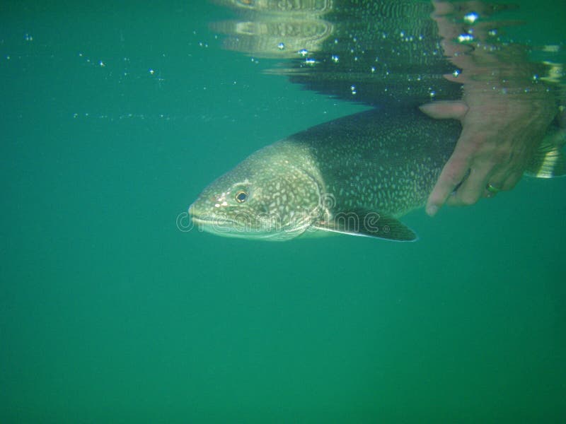 2,323 Lake Trout Underwater Stock Photos - Free & Royalty-Free