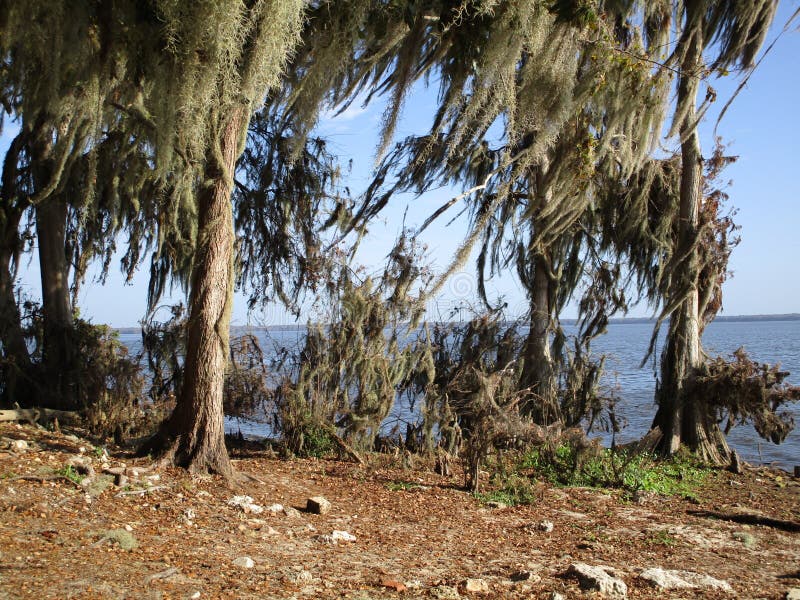 Lake view in North Florida with trees multicolored. Clear closeup view stock images, royalty-free photos and pictures