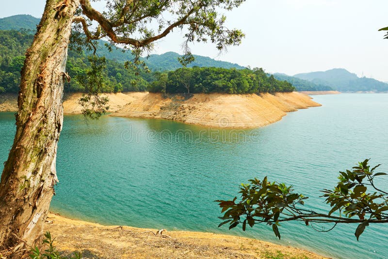 Lake water and ancient tree