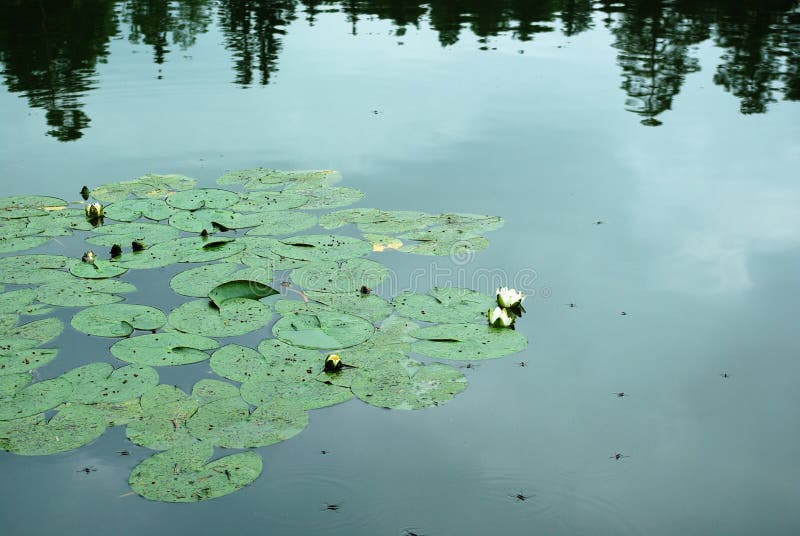 Lake. Water lilies stock image. Image of water, river 143509707