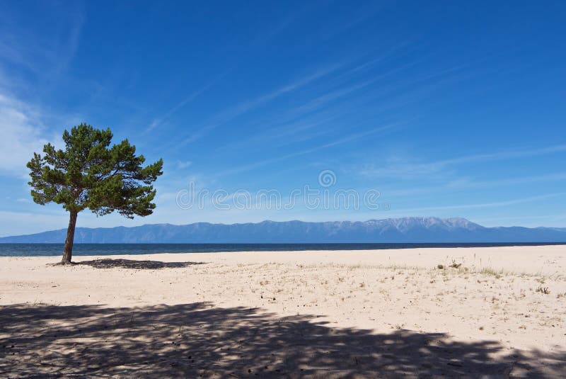 Lakeshore paisagem arenosa branca com o pinho verde só imagem de stock royalty free Lakeshore paisagem arenosa branca com o pinho verde só imagem de stock royalty free
