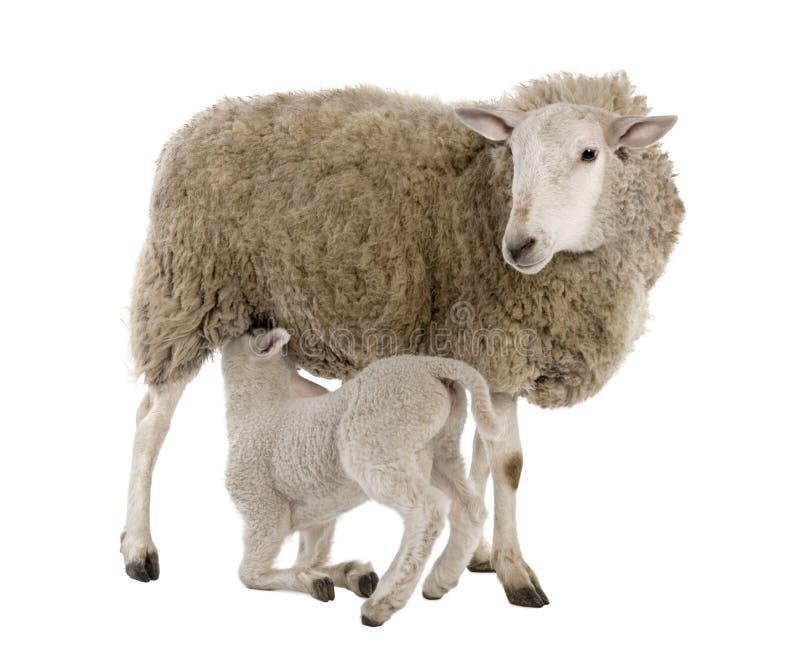 Lamb suckling his mother (a ewe) in front of a white background. Lamb suckling his mother (a ewe) in front of a white background