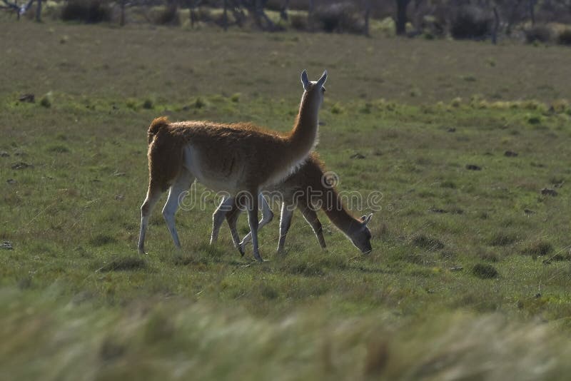 Lama Animal, , in Pampas Grassland Environment, La Pampa Province, Stock  Image - Image of american, natural: 249162531