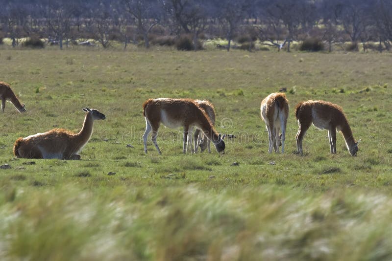 Lama Animal, , in Pampas Grassland Environment, La Pampa Province, Stock  Image - Image of camelid, behavior: 249162631