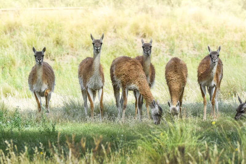 4,257 Pampa Animal Stock Photos - Free & Royalty-Free Stock Photos from Dreamstime 4,257 Pampa Animal Stock Photos - Free & Royalty-Free Stock Photos from Dreamstime