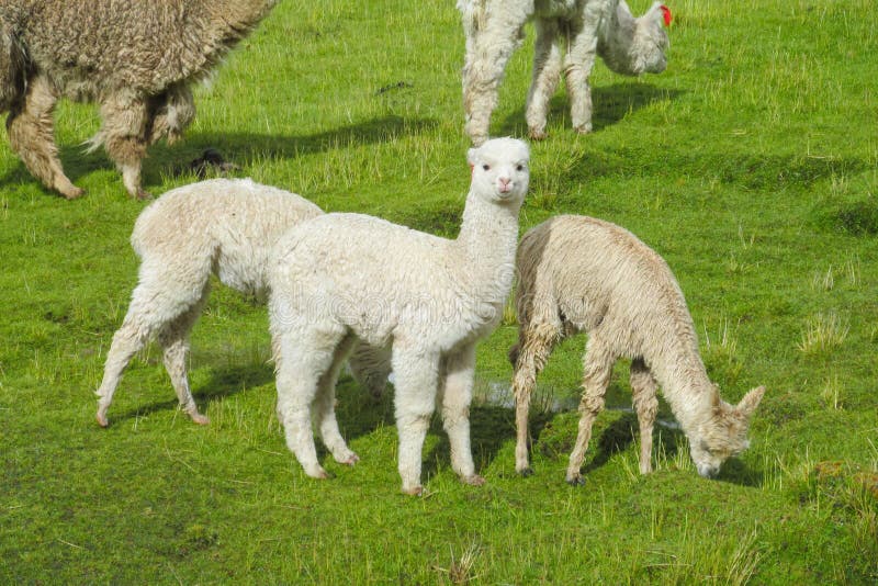 Lama bonito pequena em um rebanho imagem de stock Lama bonito pequena em um rebanho imagem de stock