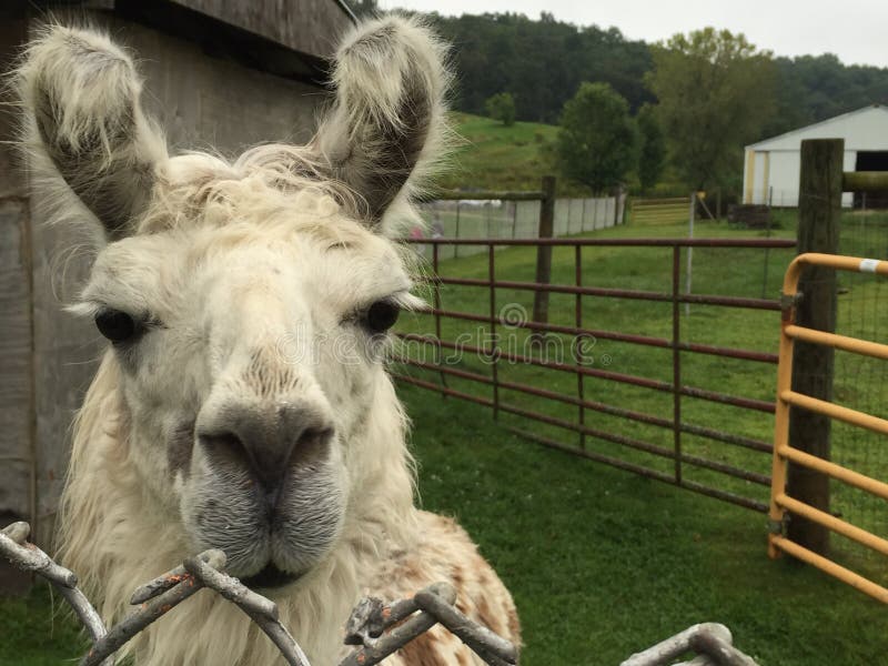 Lama curieux photographie stock Lama curieux photographie stock
