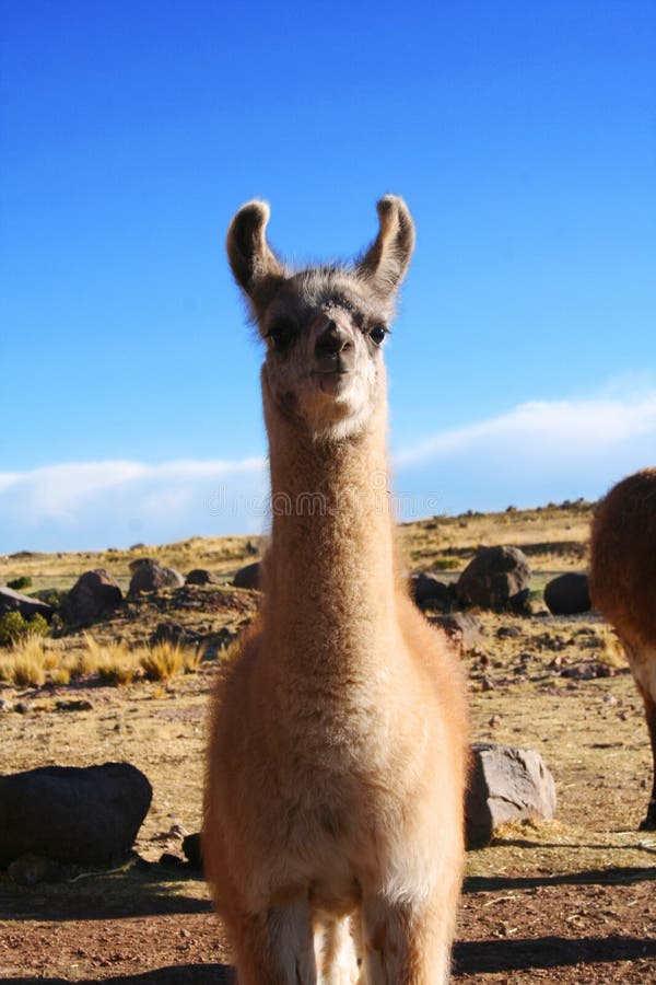 Lama da Lama em Puno, Peru foto de stock Lama da Lama em Puno, Peru foto de stock