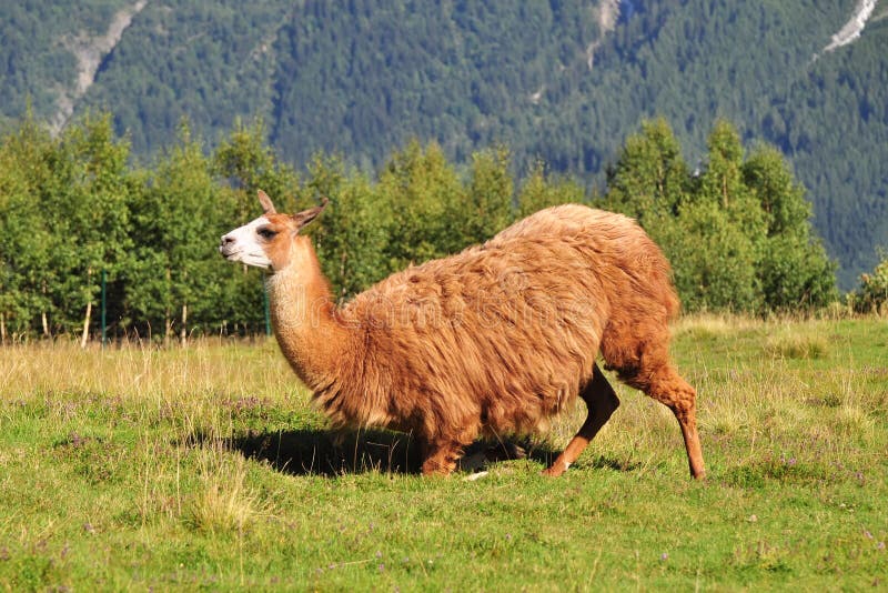 Lame Per Decespugliatori: Disco Decespugliatore Efco Per Arbusti 8