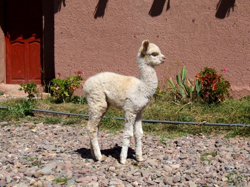 Lama de bébé photographie stock Lama de bébé photographie stock