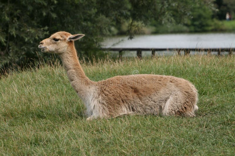 lama die op een gras rust royalty-vrije stock foto lama die op een gras rust royalty-vrije stock foto