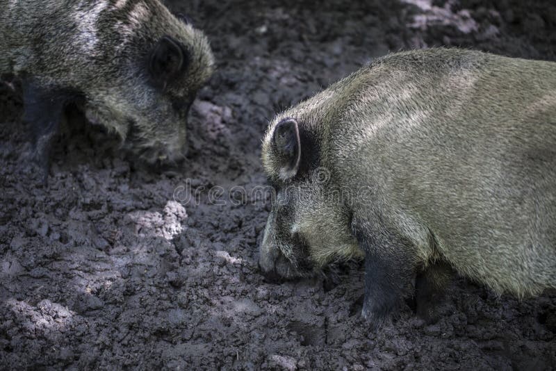 Lama do arroz selvagem, parque nacional de Bialowieza imagem de stock Lama do arroz selvagem, parque nacional de Bialowieza imagem de stock