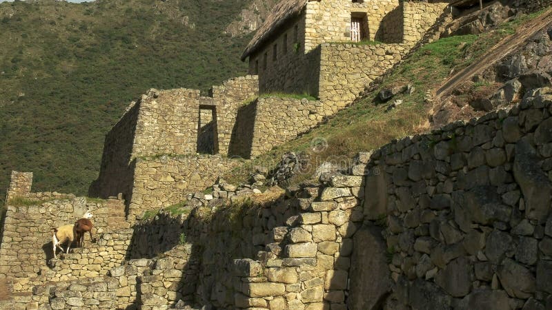 Lama e le rovine al picchu di machu. Due lama e le rovine delle costruzioni di pietra al picchu di machu, Perù