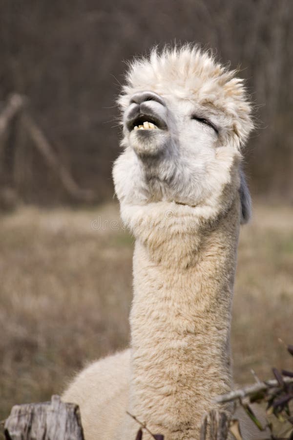 Lama engraçado foto de stock royalty free Lama engraçado foto de stock royalty free