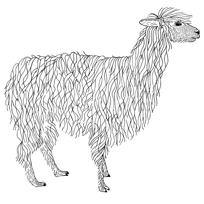 Lama, getrokken alpacahand Voorwerp op wit royalty-vrije illustratie Lama, getrokken alpacahand Voorwerp op wit royalty-vrije illustratie