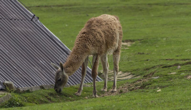 Lama on green grass in hot sunny summer day in Slovakia